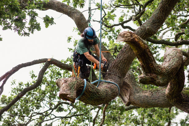 How Our Tree Care Process Works  in  East Lake, FL